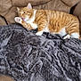 cat, orange_tabby, pet, animal, feline, blanket, chair, couch, fur, paw, licking, indoor, cozy, relaxing, brown, gray, home, comfort, resting, tabby