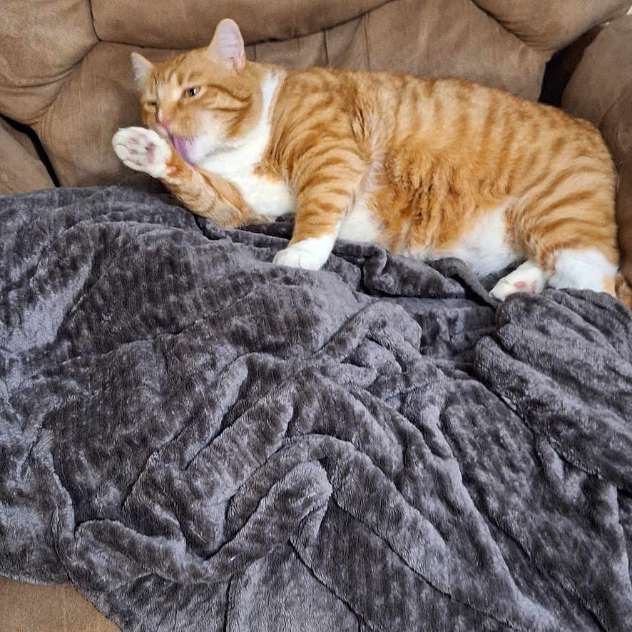 Topaz joined the competition — help win amazing prizes! animal, blanket, brown, cat, chair, comfort, couch, cozy, feline, fur, gray, home, indoor, licking, orange_tabby, paw, pet, relaxing, resting, tabby