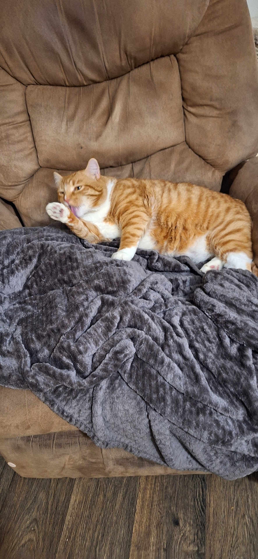 Topaz joined the competition — help win amazing prizes! cat, orange_tabby, pet, animal, feline, blanket, chair, couch, fur, paw, licking, indoor, cozy, relaxing, brown, gray, home, comfort, resting, tabby