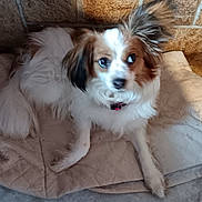 Ulhan a rejoint le concours — aidez-le/la à gagner de superbes lots ! dog, pet, fluffy, white, brown, ears, blanket, stone_wall, floor, indoor, curious, sitting, animal, companion, cute, fur, paw, looking_away, cozy, home