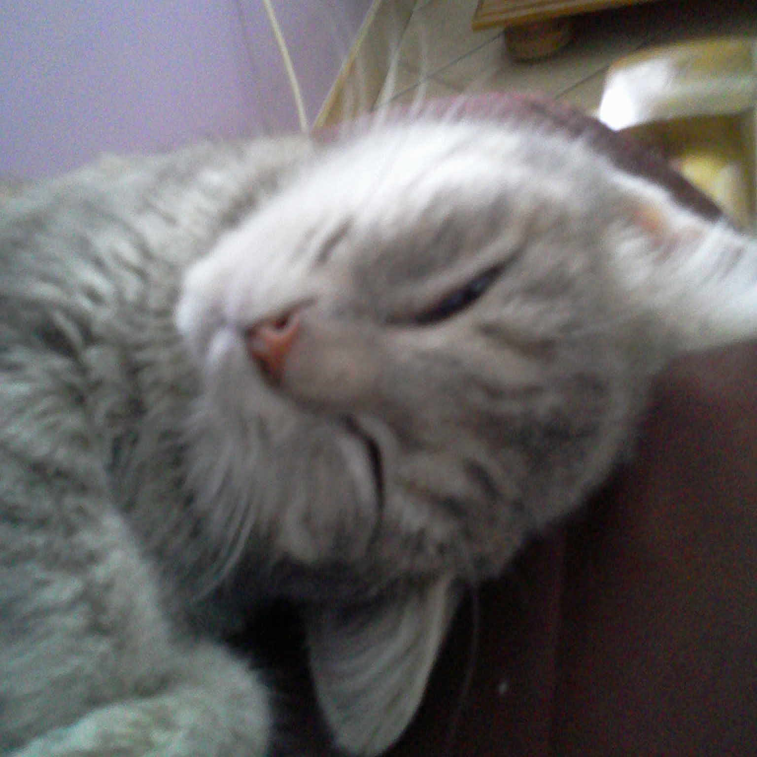 Mimine a rejoint le concours — aidez-le/la à gagner de superbes lots !