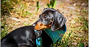 Potter participe au concours pour gagner de l'argent avec cette photo : dog, dachshund, black_and_tan, shorthaired, harness, pet, animal, outdoor, grass, woodland, nature, sunlight, portrait, closeup, sitting, lying_down, side_profile, collar, leash, photography