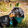 dog, dachshund, black_and_tan, shorthaired, harness, pet, animal, outdoor, grass, woodland, nature, sunlight, portrait, closeup, sitting, lying_down, side_profile, collar, leash, photography
