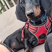 Potter participe au concours pour gagner de l'argent avec cette photo : dog, dachshund, black_and_tan, pet, harness, red_harness, portrait, close_up, outdoor, patio, sofa, couch, greenery, plants, seated, lying_down, floppy_ears, brown_eyes, long_body, cute