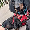 dog, dachshund, black_and_tan, pet, harness, red_harness, portrait, close_up, outdoor, patio, sofa, couch, greenery, plants, seated, lying_down, floppy_ears, brown_eyes, long_body, cute