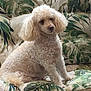 dog, poodle, curly_fur, sitting, couch, indoor, pet, animal, leaf_pattern, furniture, calm, cozy, home, cute, fluffy, relaxed, portrait, domestic_animal, light_brown, companion