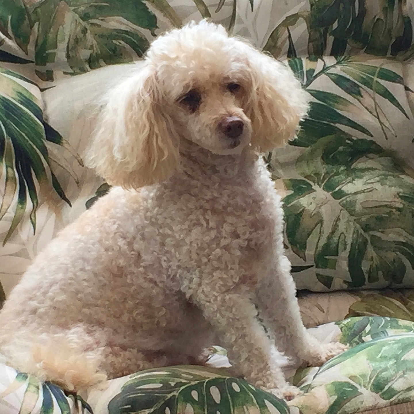 Ruffiano joined the competition — help win amazing prizes! animal, calm, companion, couch, cozy, curly_fur, cute, dog, domestic_animal, fluffy, furniture, home, indoor, leaf_pattern, light_brown, pet, poodle, portrait, relaxed, sitting