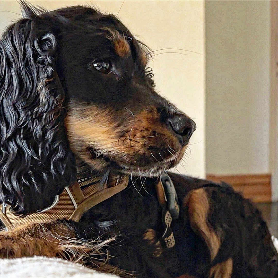 Vénus participe au concours pour gagner de l'argent avec cette photo : accessories, animal, canine, cockerspaniel, computerhardware, couch, dog, door, electronics, hardware, hound, monitor, papillon, pet, policedog, puppy, screen, snout, terrier, tv