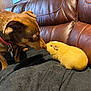Tango joined the competition — help win amazing prizes! dog, guinea_pig, pet, leather_couch, black_blanket, indoor, animal_interaction, brown_dog, small_pet, furry, nose_touching, cozy, domestic, friendly, curious, cute, animal, home, companion, relaxing