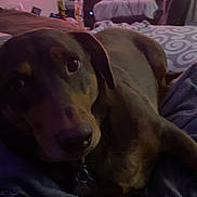 Tango is registered to the contest to win money with this photo: dog, blanket, indoor, television, furniture, pet, canine, brown_dog, lying_down, cozy, dimly_lit, room, relaxation, curious, watching_tv, animal, domestic_animal, companion, bed, soft_fabric