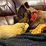 Tango is registered to the contest to win money with this photo: dog, guinea_pig, pet, animal, sniffing, leather_couch, blanket, indoor, brown_dog, red_collar, fur, cute, friendship, small_animal, cozy, close_up, nose_to_nose, domestic, companion, relaxed