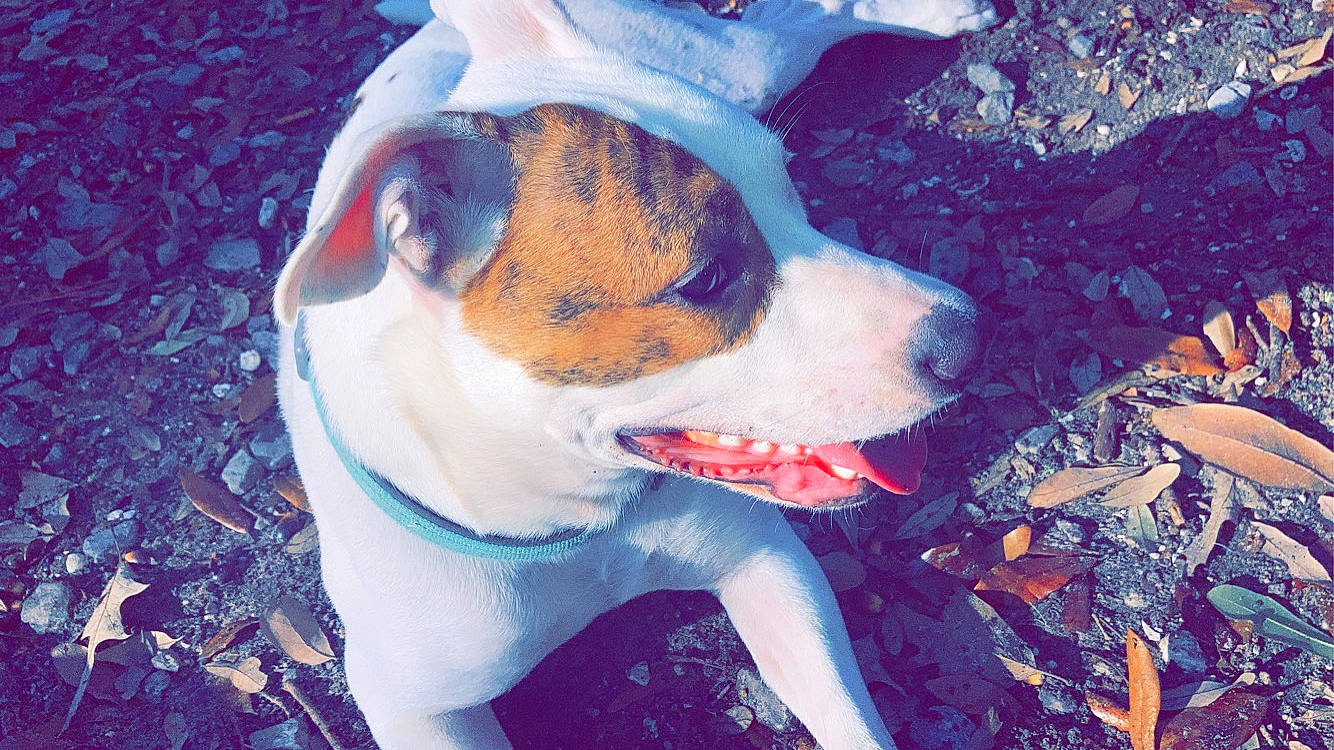 Angel is registered to the contest to win money with this photo: art, canidae, carnivore, collar, companion_dog, dog, dog_breed, electric_blue, fawn, happy, irishjacks, puppy_love, selfie, sky, snout, sporting_group, terrier, whiskers, working_animal, working_dog