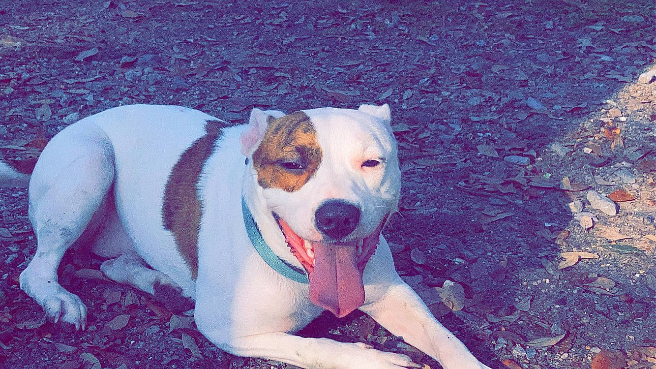 Angel is registered to the contest to win money with this photo: art, canidae, carnivore, collar, companion_dog, dog, dog_breed, dog_collar, dog_supply, fawn, hunting_dog, leash, non_sporting_group, snout, sporting_group, whiskers, working_animal, working_dog