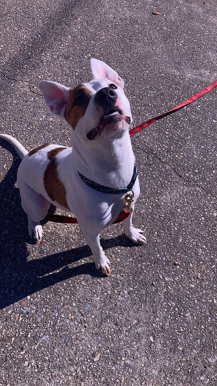 Angel is registered to the contest to win money with this photo: asphalt, bulldog, carnivore, collar, companion_dog, dog, dog_breed, dog_collar, dog_supply, eyewear, fashion_accessory, fawn, leash, pet_supply, plant, road_surface, snout, sporting_group, tail, toy_dog