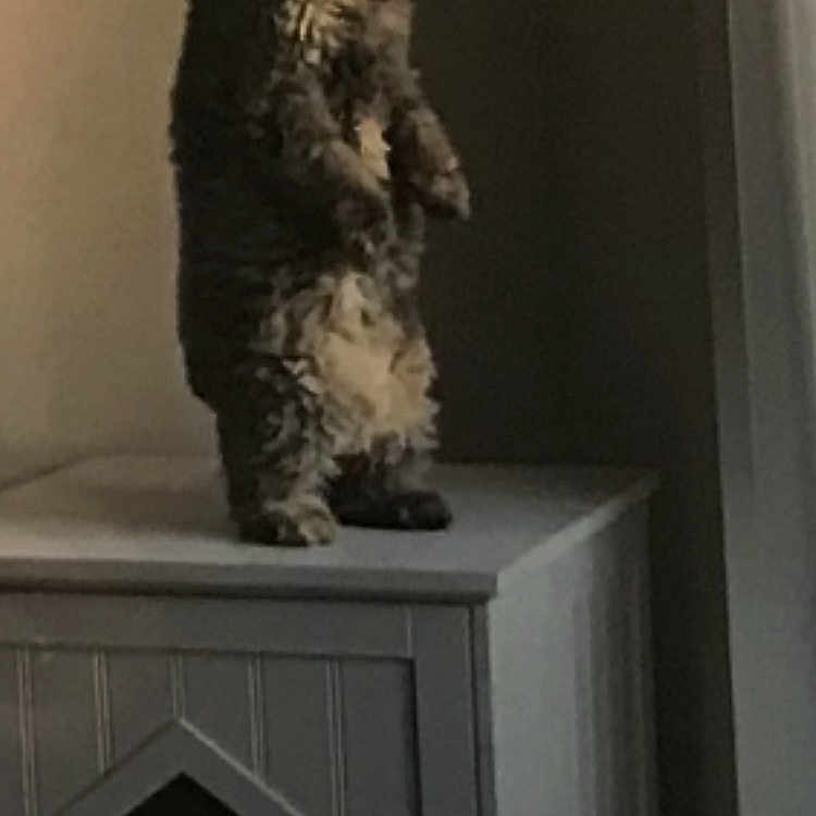 Sue joined the competition — help win amazing prizes! canidae, carnivore, companion_dog, dog, dog_breed, door, felidae, fur, grey, hardwood, military_person, molding, plaster, room, small_to_medium_sized_cats, snout, sporting_group, tail, whiskers, wood