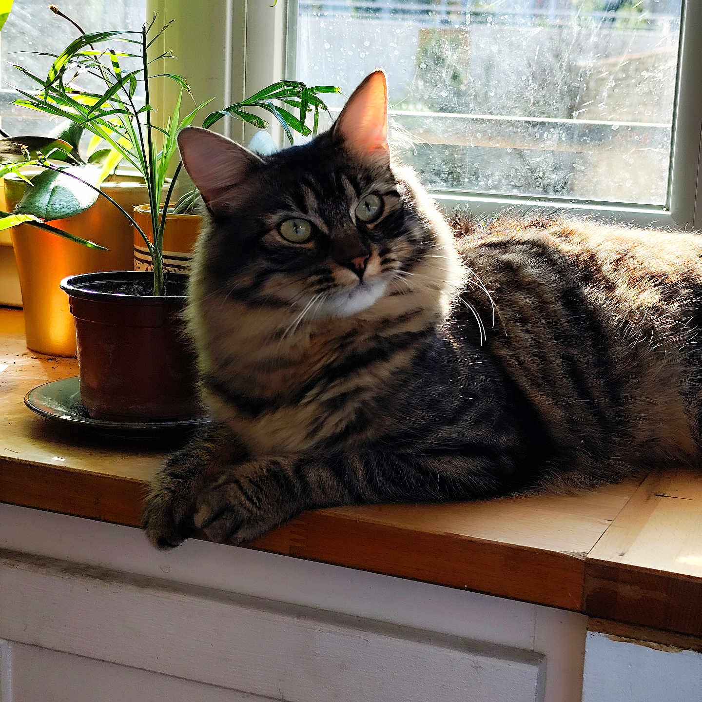 Mochi participe au concours pour gagner de l'argent avec cette photo : abyssinian, animal, cat, cookware, flower, flowerarrangement, furniture, hardwood, jar, manx, pet, plant, plywood, pot, pottedplant, pottery, shelf, window, windowsill, wood