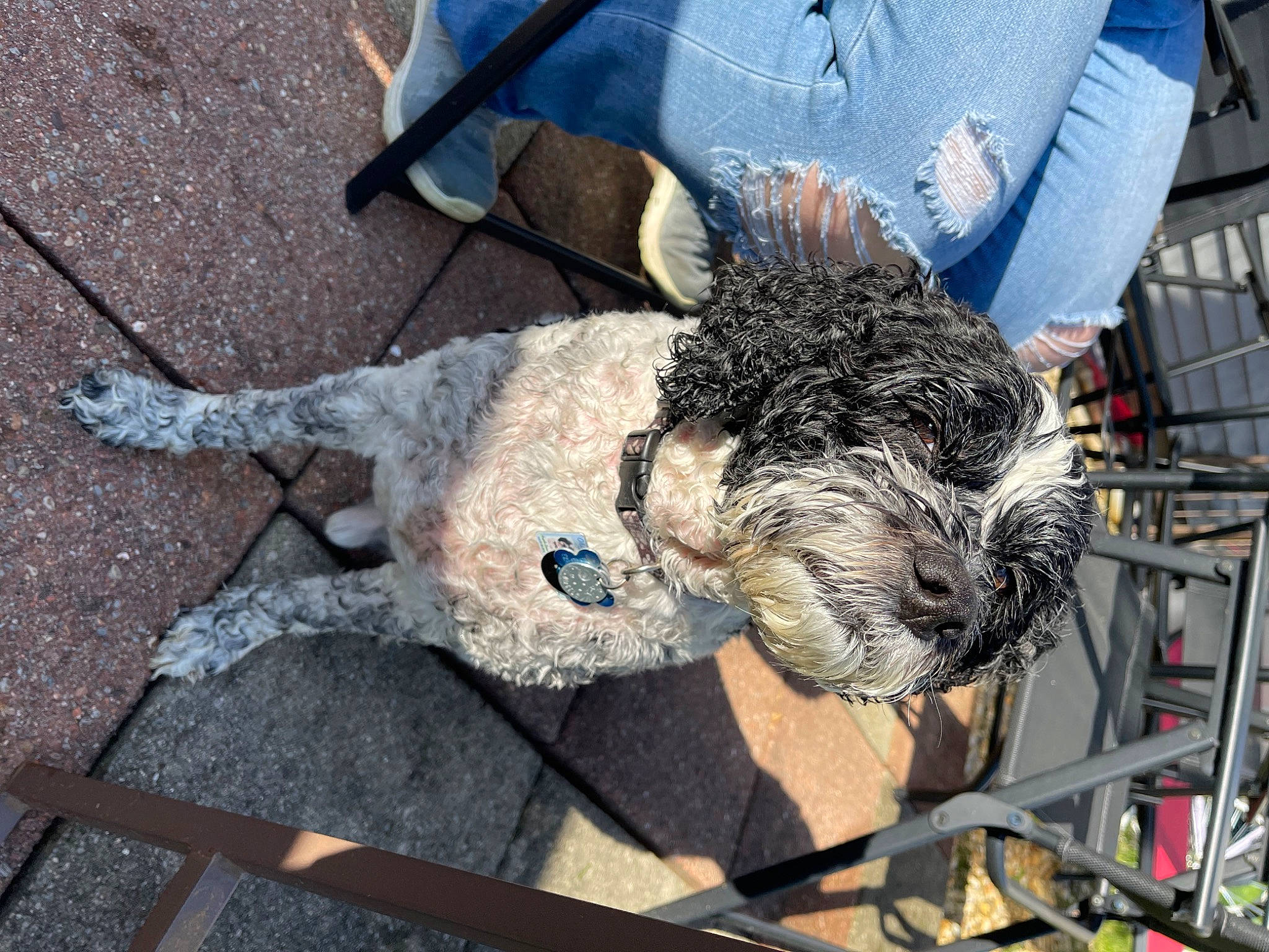 Angelo is registered to the contest to win money with this photo: canidae, carnivore, claw, cockapoo, collar, companion_dog, dog, dog_breed, dog_collar, dog_supply, fur, leash, poodle, poodle_crossbreed, snout, sporting_group, tail, terrier, toy_dog, water_dog