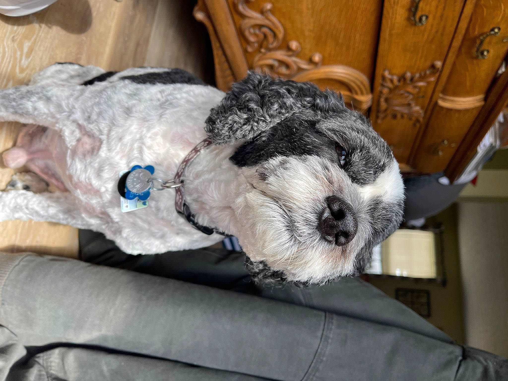 Angelo joined the competition — help win amazing prizes! canidae, carnivore, comfort, companion_dog, couch, dog, dog_breed, dog_collar, fawn, fur, mammal, snout, sporting_group, stuffed_toy, toy, toy_dog, vertebrate, whiskers, wool, working_animal