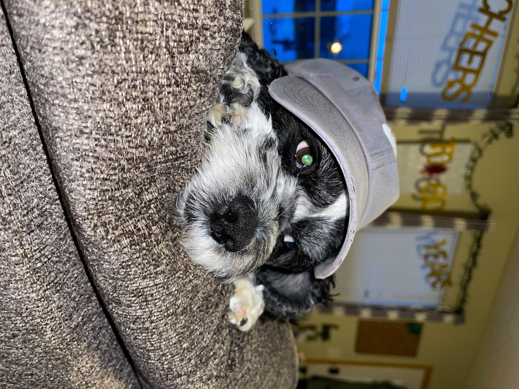 Angelo is registered to the contest to win money with this photo: carnivore, companion_dog, dog, dog_breed, eyewear, fur, hat, non_sporting_group, outerwear, pattern, personal_protective_equipment, snout, street_fashion, suit, toy_dog, tree, whiskers