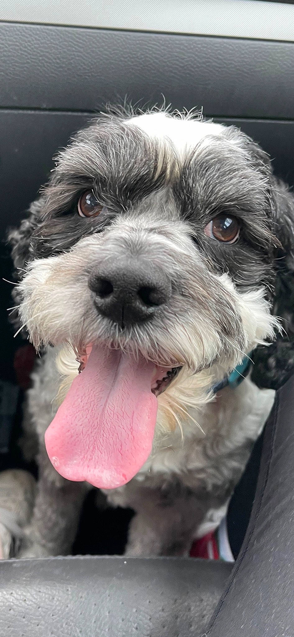 Angelo is registered to the contest to win money with this photo: canidae, carnivore, close_up, collar, companion_dog, dog, dog_breed, dog_collar, fur, liver, maltepoo, puppy_love, schnauzer, small_terrier, snout, sporting_group, terrier, toy_dog, whiskers, working_animal