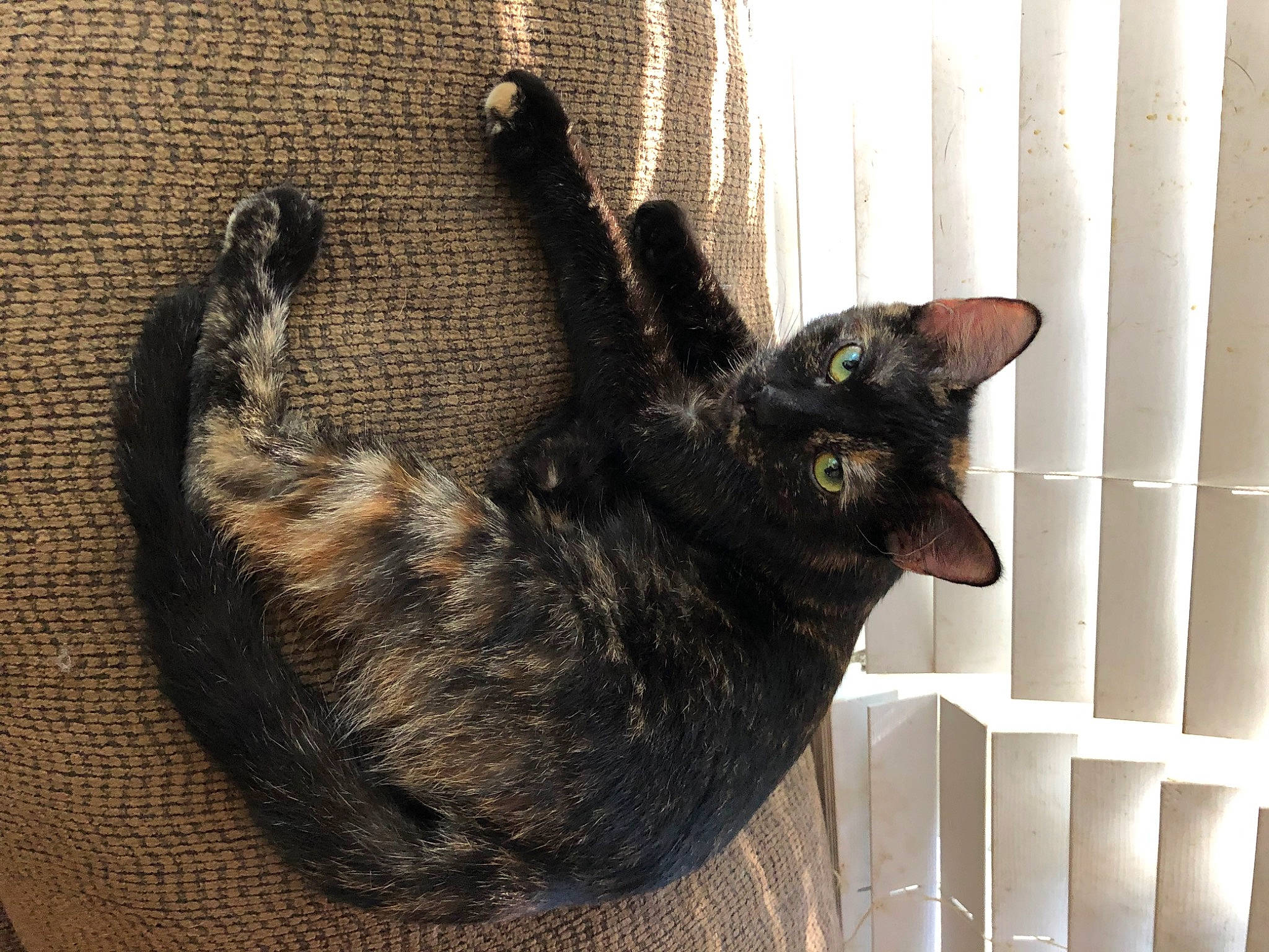 Calleigh is registered to the contest to win money with this photo: animal_shelter, black_cat, carnivore, cat, cat_supply, claw, curtain, domestic_short_haired_cat, felidae, fur, pet_supply, small_to_medium_sized_cats, snout, tail, terrestrial_animal, whiskers, window