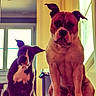 dog, dogs, puppy, bulldog, mixed_breed, sitting, indoors, home, window, doorway, wooden_floor, portrait, pets, canine, short_hair, floppy_ears, upright_ears, serious_expression, companionship, animal_photography