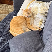 Loulou participe au concours pour gagner de l'argent avec cette photo : cat, orange_tabby, sleeping, couch, pillow, blanket, indoor, cozy, pet, feline, resting, home, decor, comfort, relaxation, animal, fur, whiskers, domestic_cat, nap
