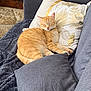 cat, orange_tabby, sleeping, couch, pillow, blanket, indoor, cozy, pet, feline, resting, home, decor, comfort, relaxation, animal, fur, whiskers, domestic_cat, nap
