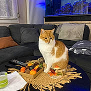 Iti a rejoint le concours — aidez-le/la à gagner de superbes lots ! animal, architecture, building, cat, coffeetable, couch, cup, diningtable, electronics, food, foodpresentation, furniture, indoors, interiordesign, livingroom, pet, remotecontrol, room, table, wood