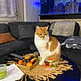 animal, architecture, building, cat, coffeetable, couch, cup, diningtable, electronics, food, foodpresentation, furniture, indoors, interiordesign, livingroom, pet, remotecontrol, room, table, wood