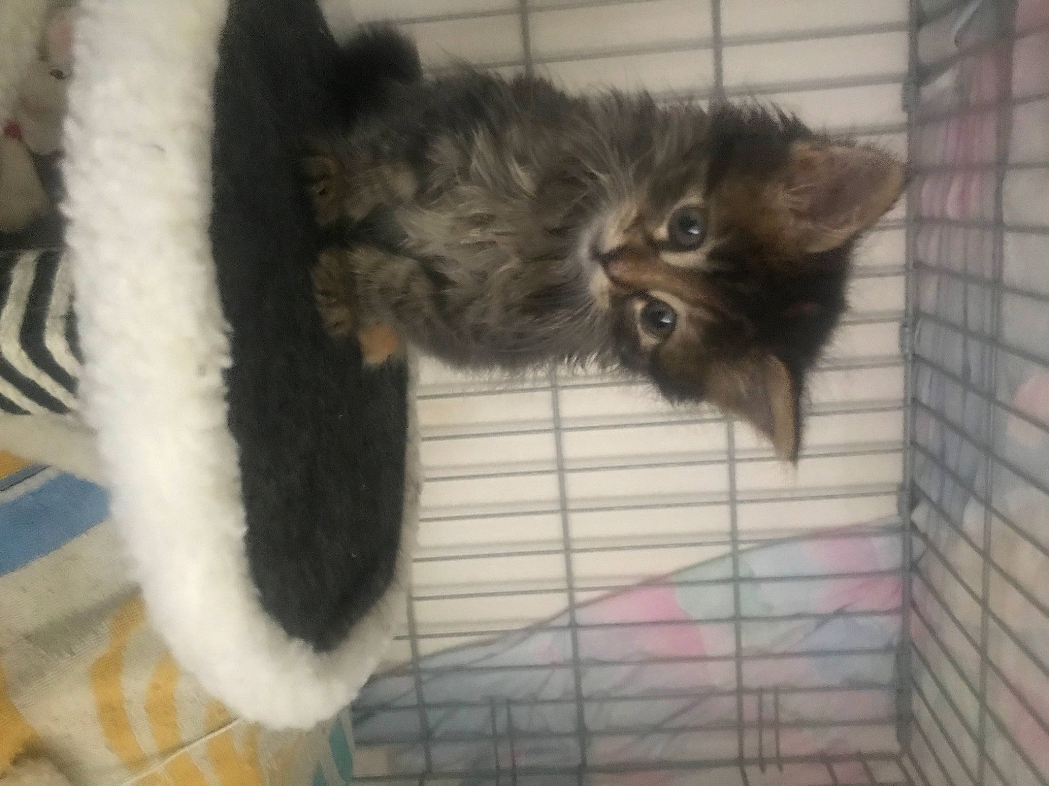 Tisha participe au concours pour gagner de l'argent avec cette photo : animal_shelter, carnivore, cat, cat_supply, claw, comfort, dog_breed, domestic_short_haired_cat, felidae, fur, liver, maine_coon, paw, pet_supply, small_to_medium_sized_cats, snout, tail, terrestrial_animal, whiskers, window