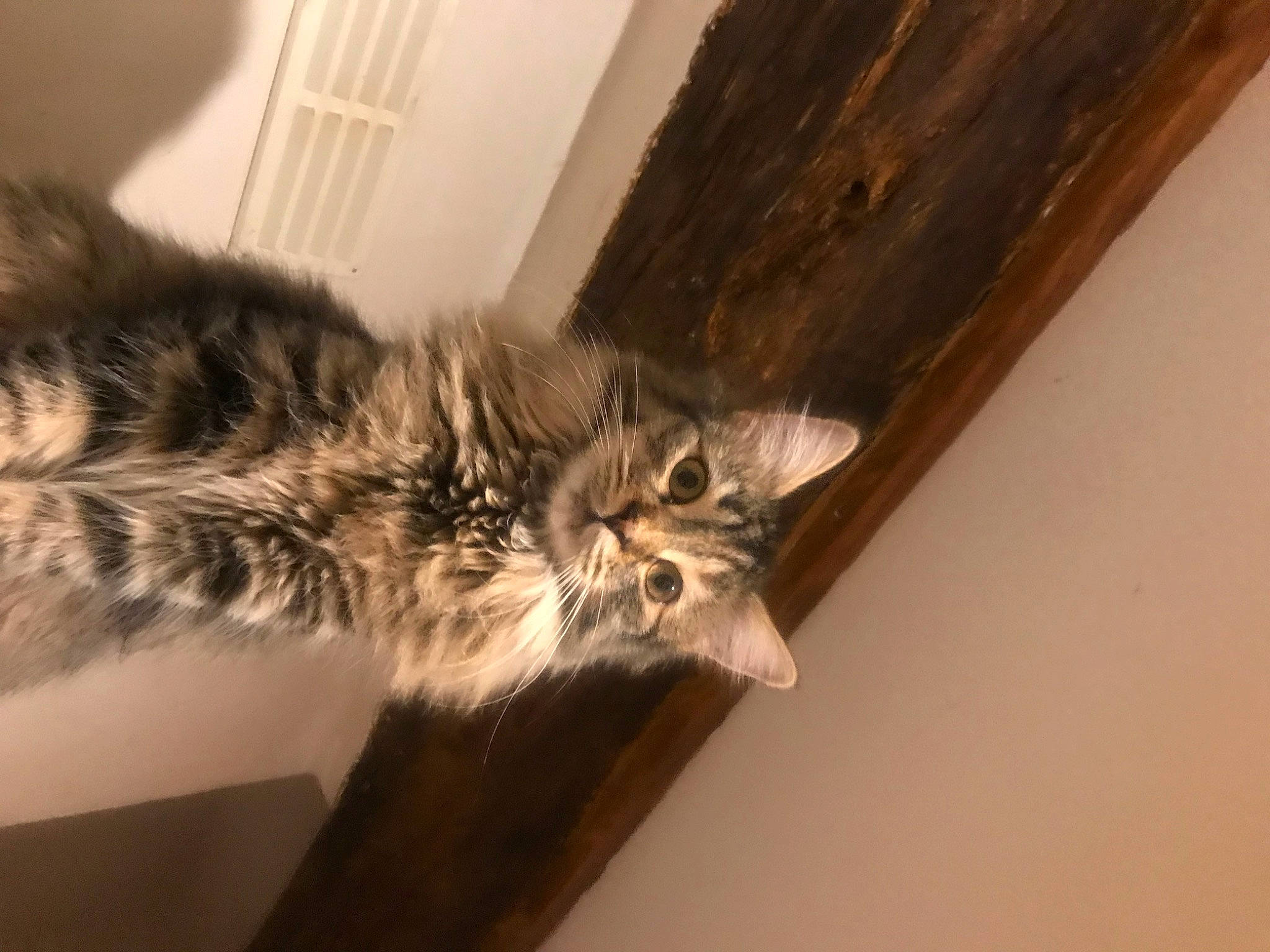 Tisha participe au concours pour gagner de l'argent avec cette photo : carnivore, cat, claw, domestic_short_haired_cat, felidae, fur, hardwood, maine_coon, paw, small_to_medium_sized_cats, tail, terrestrial_animal, whiskers, window, wood