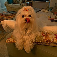 Miles joined the competition — help win amazing prizes! dog, white_dog, bow, pet, living_room, couch, pillow, lamp, television, news_broadcast, furniture, tongue_out, cute, fluffy, indoor, home, decor, table, magazines, relaxed