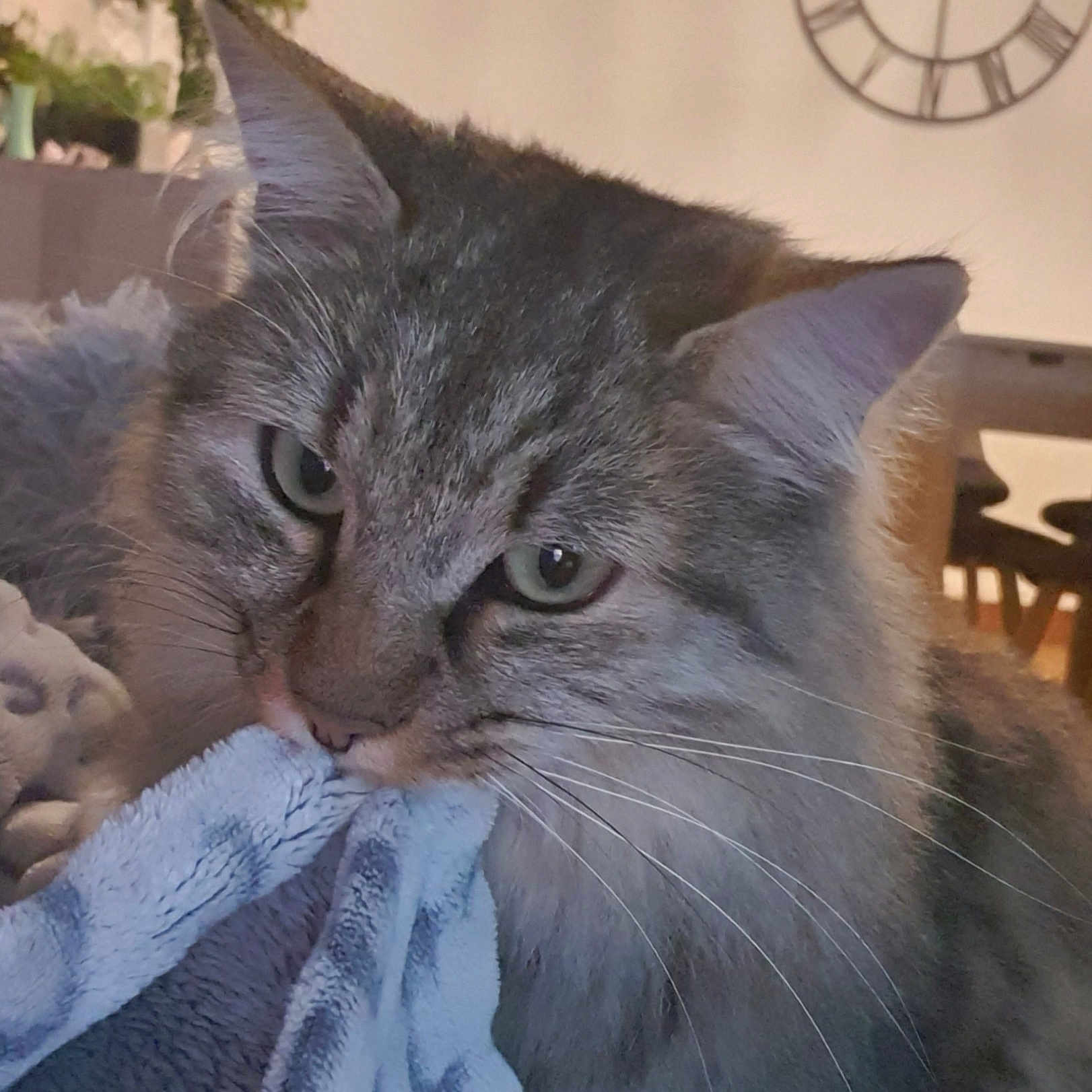 Ubywane a rejoint le concours — aidez-le/la à gagner de superbes lots ! animal, blanket, cat, clock, close_up, cozy, cute, domestic, eyes, face, fur, furniture, gray, home, indoor, mammal, pet, soft, tabby, whiskers