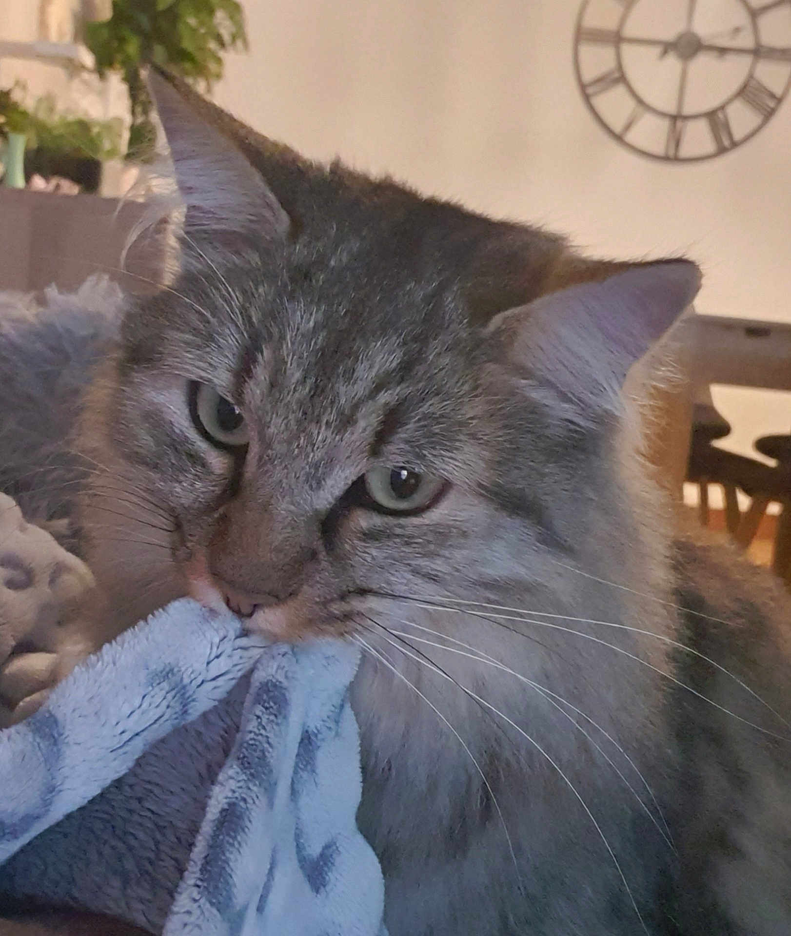 Ubywane a rejoint le concours — aidez-le/la à gagner de superbes lots ! cat, animal, pet, tabby, gray, close_up, indoor, blanket, fur, whiskers, face, eyes, cozy, home, furniture, clock, soft, cute, domestic, mammal