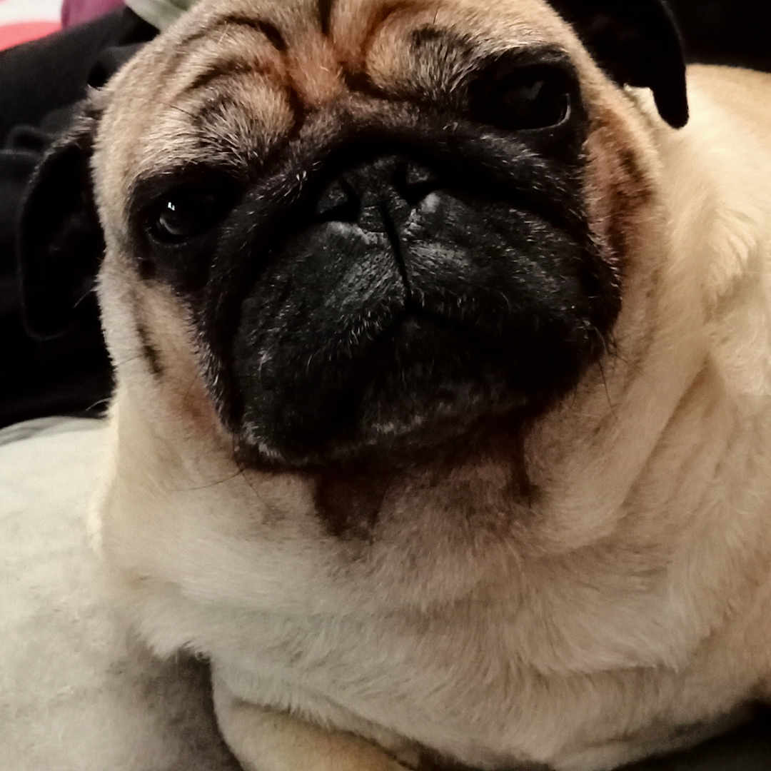 Olaf participe au concours pour gagner de l'argent avec cette photo : animal, baby, bulldog, canine, dog, person, pet, pitbull, pug, puppy