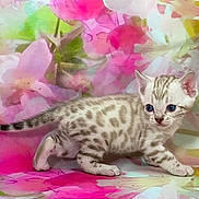 Topaze participe au concours pour gagner de l'argent avec cette photo : kitten, cat, tabby, silver_fur, blue_eyes, animal, pet, standing, walking, cute, portrait, close_up, floral_background, pink, colorful, blanket, whiskers, ears, tail, indoor