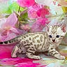 kitten, cat, tabby, silver_fur, blue_eyes, animal, pet, standing, walking, cute, portrait, close_up, floral_background, pink, colorful, blanket, whiskers, ears, tail, indoor