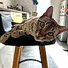 Topaze participe au concours pour gagner de l'argent avec cette photo : cat, feline, spotted_cat, portrait, close_up, large_eyes, whiskers, ears, pink_nose, lying_down, relaxed, stool, furniture, kitchen, indoor, home, tile, natural_light, animal, photography