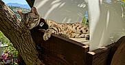 Topaze participe au concours pour gagner de l'argent avec cette photo : cat, bengal_cat, pet, animal, feline, spotted_fur, harness, lounging, relaxed, treehouse, wooden_box, outdoor, garden, tree, branches, leaves, flowers, sunlight, mountains, nature