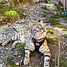 cat, tabby, feline, pet, animal, outdoor, rocky_ground, gravel, grass, plants, yellow_flower, harness, collar, lying_down, relaxed, looking_up, whiskers, striped_fur, spotted_fur, garden