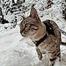Topaze a rejoint le concours — aidez-le/la à gagner de superbes lots ! cat, snow, winter, outdoor, harness, leash, blue_eyes, tabby, spotted_coat, animal, pet, standing, portrait, close_up, snowy_landscape, trees, nature, adventure, feline, cold_weather