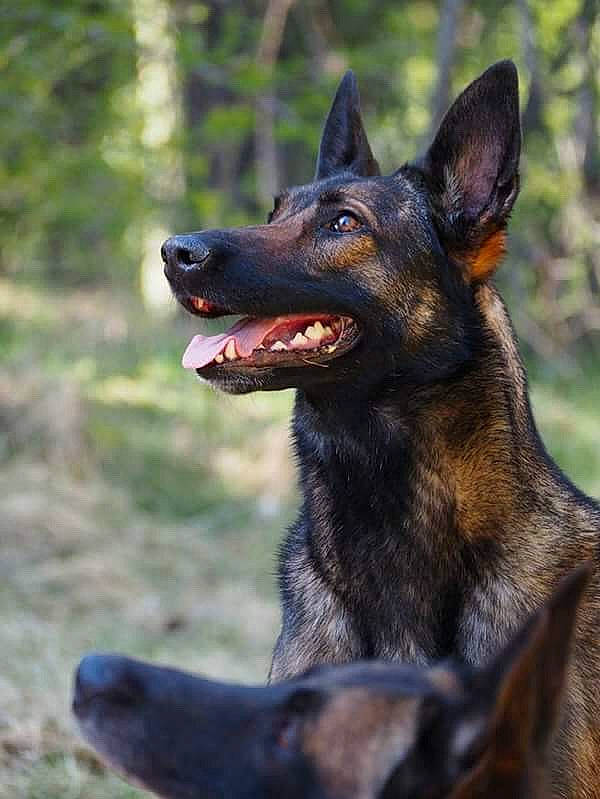 Hakira participe au concours pour gagner de l'argent avec cette photo : belgian_shepherd, belgian_shepherd_malinois, bohemian_shepherd, canidae, carnivore, dog, dog_breed, dutch_shepherd_dog, east_european_shepherd, german_shepherd_dog, king_shepherd, kunming_wolfdog, mammal, old_german_shepherd_dog, police_dog, rare_breed_dog, shiloh_shepherd_dog, snout, vertebrate, working_dog