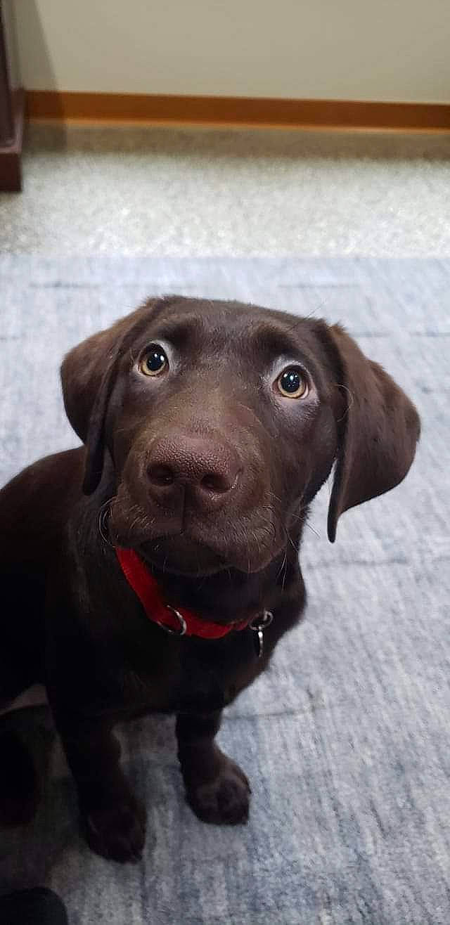 Kuma joined the competition — help win amazing prizes! beagador, borador, canidae, carnivore, dog, dog_breed, gun_dog, hunting_dog, labrador_retriever, liver, mammal, nose, patterdale_terrier, pointing_breed, puppy, retriever, snout, sporting_group, vertebrate, weimaraner