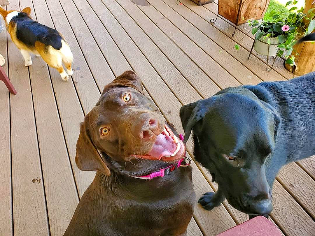 Kuma is registered to the contest to win money with this photo: blue_lacy, canidae, carnivore, dog, dog_breed, dog_collar, ear, fawn, german_shorthaired_pointer, guard_dog, liver, mammal, pointer, pointing_breed, snout, sporting_group, vertebrate, weimaraner, working_dog