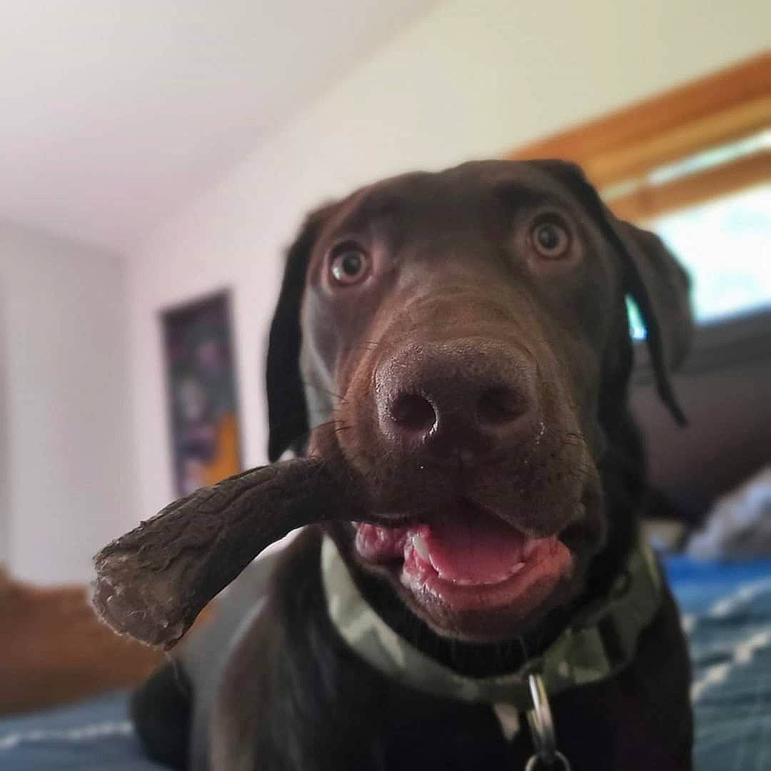 Kuma is registered to the contest to win money with this photo: beagador, blue_lacy, canidae, carnivore, dog, dog_breed, ear, fawn, jaw, labrador_retriever, nose, pointing_breed, puppy, retriever, snout, sporting_group, weimaraner
