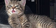Zariah joined the competition — help win amazing prizes! animal, bed, cat, closeup, cute, ears, feline, fur, indoor, kitten, lying_down, mischievous, paw, pet, playful, quilt, tabby, tongue, whiskers, young