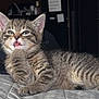 animal, bed, cat, closeup, cute, ears, feline, fur, indoor, kitten, lying_down, mischievous, paw, pet, playful, quilt, tabby, tongue, whiskers, young