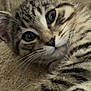 animal, cat, close_up, cozy, cute, ears, eyes, feline, fur, indoor, kitten, mammal, paw, pet, portrait, resting, soft, tabby, whiskers, young