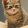 Zariah joined the competition — help win amazing prizes! adorable, animal, cat, closeup, cozy, curious, cute, feline, furry, indoor, kitten, pet, resting, sitting, small, soft, striped, tabby, whiskers, young